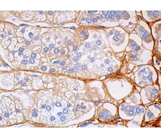 Tenascin-X Antibody (F-11) - Western Blotting - Image 384588 