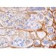 Tenascin-X Antibody (F-11) - Western Blotting - Image 384588 