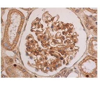 Teneurin-1 Antibody (B-1) - Immunohistochemistry - Image 350516 