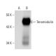 Tenomodulin Antibody (A-2) - Western Blotting - Image 396628 