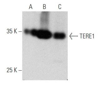 TERE1 Antibody (H-8) - Western Blotting - Image 358381 