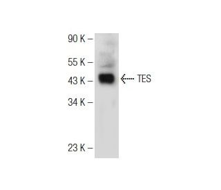 TES Antibody (G-5) - Western Blotting - Image 147150 