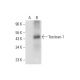Testican-1 Antibody (A-3) - Western Blotting - Image 308422 