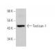 Testican-1 Antibody (A-3) - Western Blotting - Image 365999