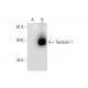 Testican-1 Antibody (C-3) - Western Blotting - Image 290010 