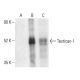 Testican-1 Antibody (C-3) - Western Blotting - Image 404271