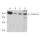 Testican-2 Antibody (B-5) - Western Blotting - Image 379050 