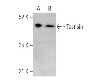 Testisin Antibody (A-11) - Western Blotting - Image 375612 