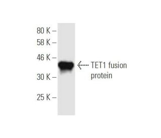 TET1 Antibody (4F4) - Western Blotting - Image 350279