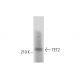 TET2 Antibody (C-7) - Western Blotting - Image 305739