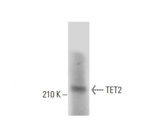 TET2 Antibody (C-7) - Western Blotting - Image 305739SAM Transcription Activation: SAM system utilizing dCas9-VP64, MS2-P65-HSF1, and sgRNA for precise gene transcription activation.