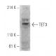 TET3 Antibody (D-7) - Western Blotting - Image 396550