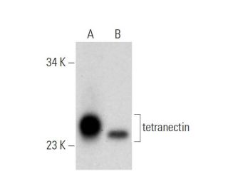 tetranectin Antibody (F-8) - Western Blotting - Image 320912 