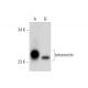 tetranectin Antibody (F-8) - Western Blotting - Image 320912 