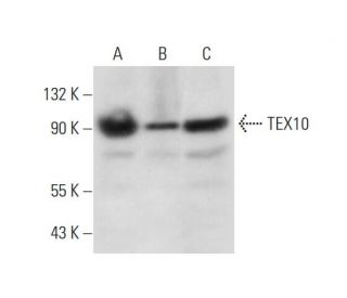 TEX10 Antibody (B-9) - Western Blotting - Image 304315 