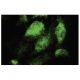TEX13A Antibody (A-13) - Immunofluorescence - Image 35741 