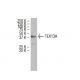 TEX13A Antibody (A-13) - Western Blotting - Image 34316 