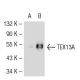 TEX13A Antibody (A-13) - Western Blotting - Image 52283