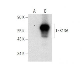 TEX13A Antibody (B-1) - Western Blotting - Image 309517 
