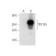TEX13A Antibody (B-1) - Western Blotting - Image 309517 