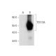 TEX13A Antibody (B-1) - Western Blotting - Image 309518