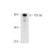 TEX13A Antibody (F-7) - Western Blotting - Image 290915