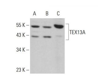TEX13A Antibody (F-7) - Western Blotting - Image 377958 