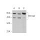 TEX13A Antibody (F-7) - Western Blotting - Image 377958 