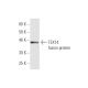 TEX14 Antibody (4E4) - Western Blotting - Image 350233