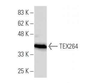 TEX264 Antibody (137.1) - Western Blotting - Image 34315