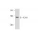 TEX28 Antibody (H-3) - Western Blotting - Image 319278