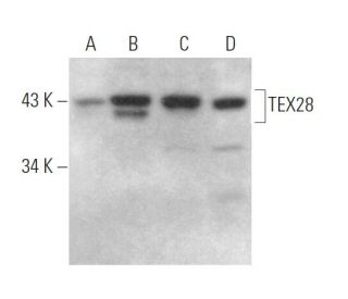 TEX28 Antibody (H-3) - Western Blotting - Image 373288 