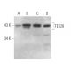 TEX28 Antibody (H-3) - Western Blotting - Image 373288 