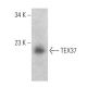 TEX37 Antibody (D-1) - Western Blotting - Image 364980