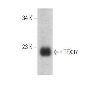 TEX37 Antibody (D-1) - Western Blotting - Image 386130 