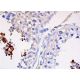 TEX44 Antibody (B-1) - Immunohistochemistry - Image 380070 