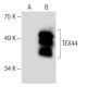 TEX44 Antibody (B-1) - Western Blotting - Image 286755