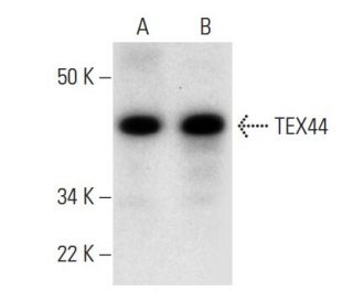 TEX44 Antibody (H-2) - Western Blotting - Image 289594 