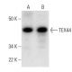 TEX44 Antibody (H-2) - Western Blotting - Image 289594 