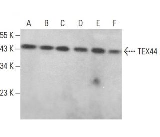 TEX44 Antibody (H-2) - Western Blotting - Image 378048