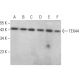 TEX44 Antibody (H-2) - Western Blotting - Image 378048 
