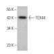 TEX44 Antibody (H-2) - Western Blotting - Image 378053