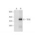 TEX9 Antibody (D-2) - Western Blotting - Image 312006