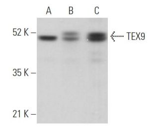 TEX9 Antibody (D-2) - Western Blotting - Image 371267 