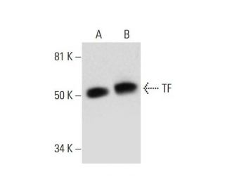 TF Antibody (C-7) - Western Blotting - Image 297075