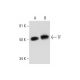 TF Antibody (C-7) - Western Blotting - Image 297075