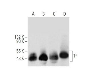 western blotting image from recommended TF (H-9) monoclonal antibody replacement. Image 298621