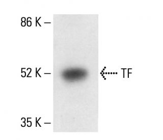 TF Antibody (E-6) - Western Blotting - Image 411772