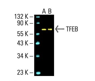 TFEB Antibody (C-6) - Western Blotting - Image 395875