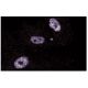 TFII-I Antibody (42) - Immunofluorescence - Image 60703 